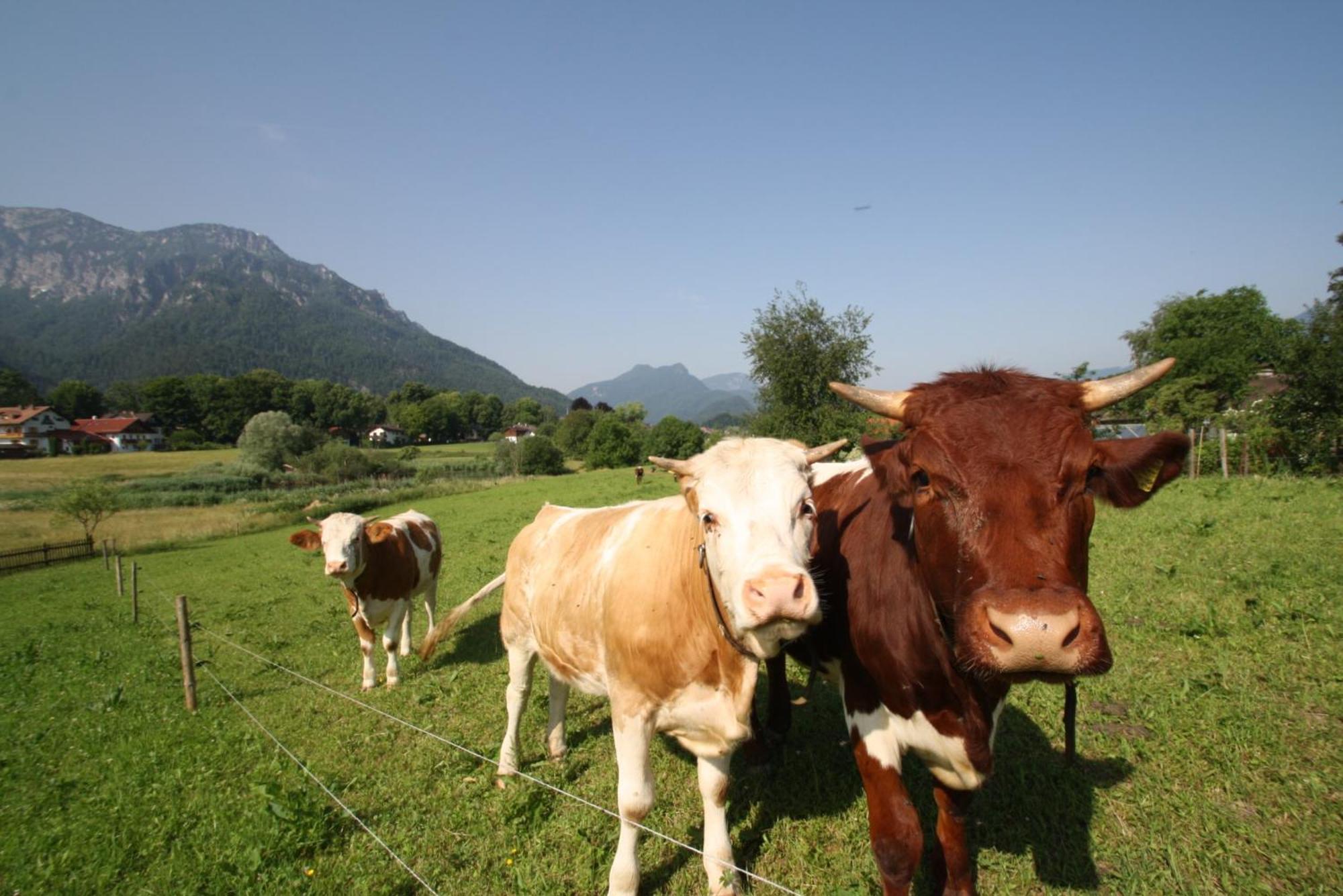 Appartamento Bachbauernhof Bayerisch Gmain Esterno foto